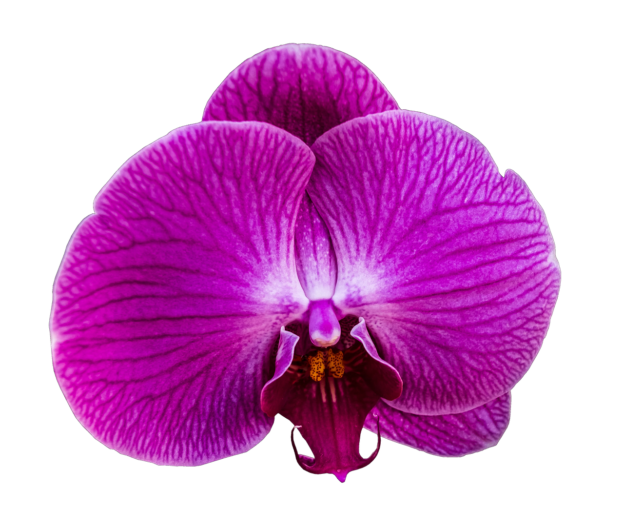 orchid, nature, flower-8342892.jpg