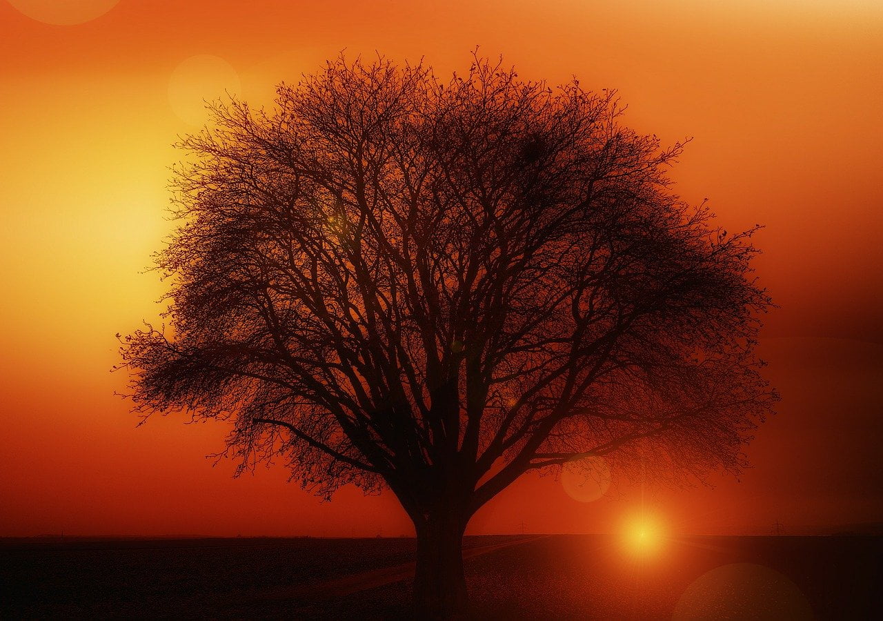 Impact of Monotheism,tree, sunset, silhouette-117582.jpg
