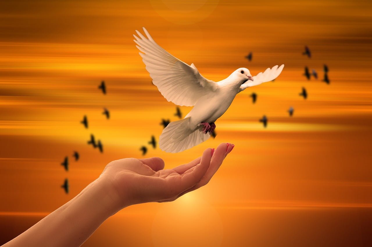 soul travel,dove, freedom, peace-3426159.jpg