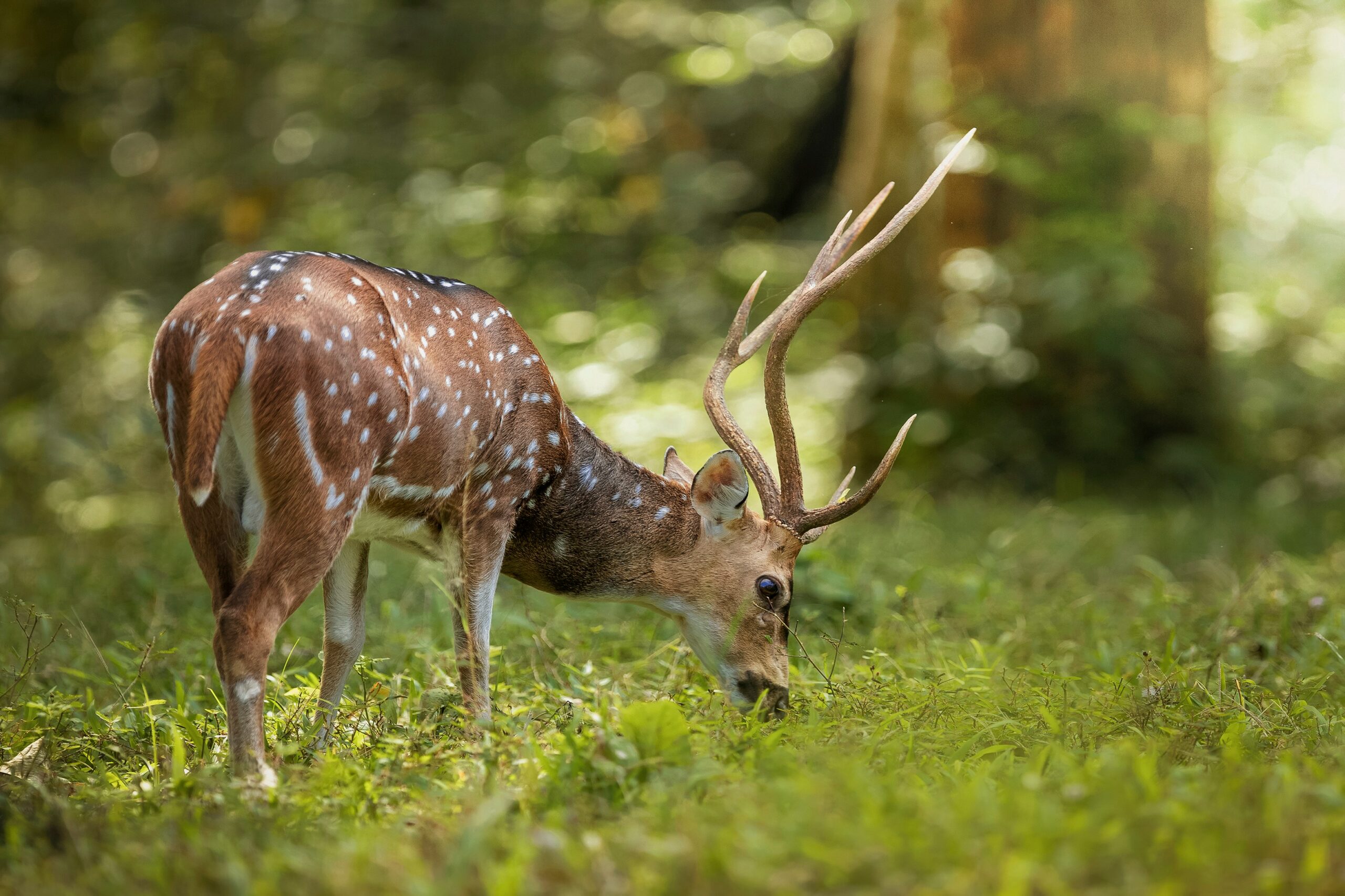 periyar nayakar,brown deer eating grass