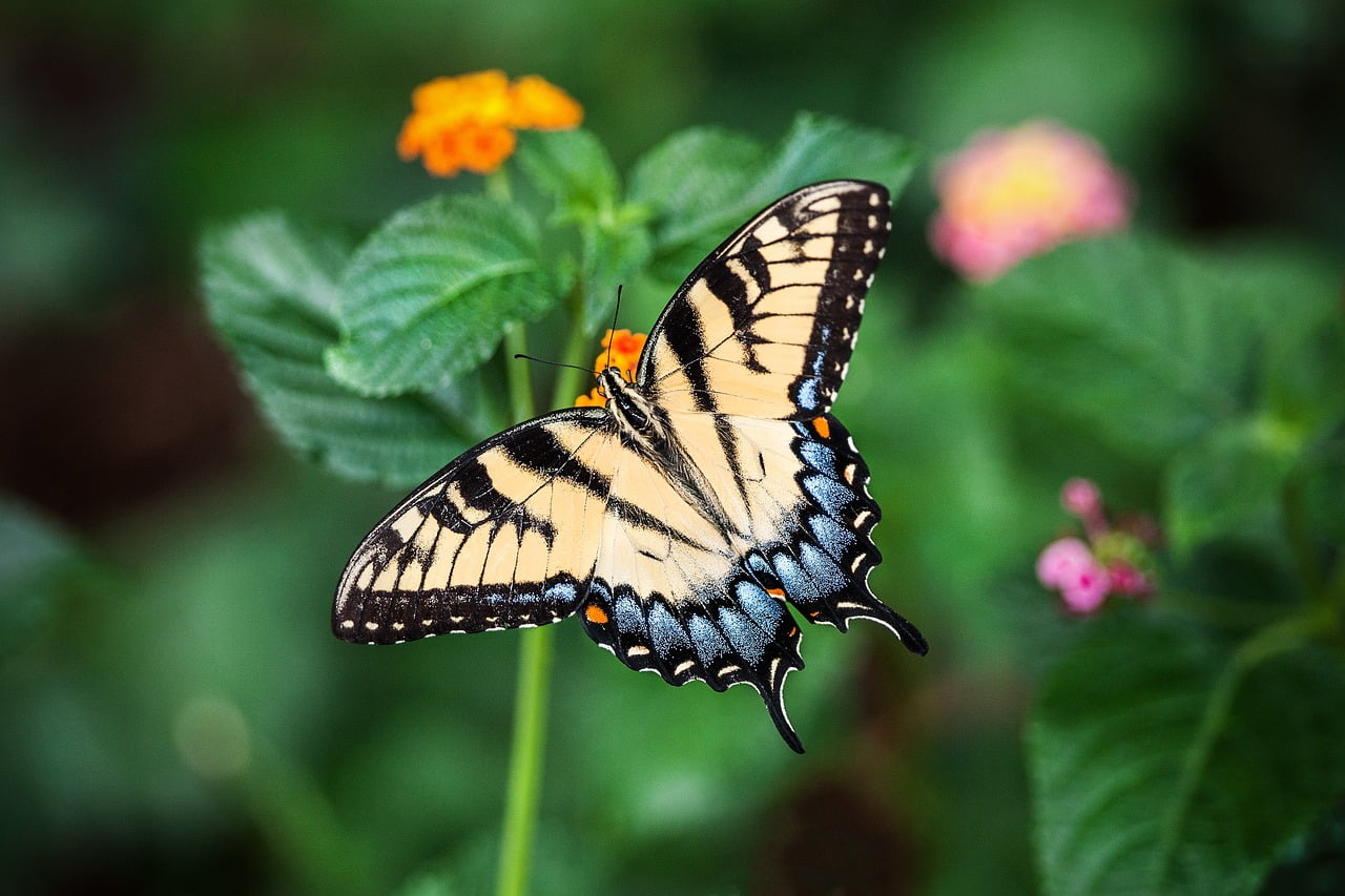 Learning Righteousness, butterfly, beautiful flowers, wings-1391809.jpg