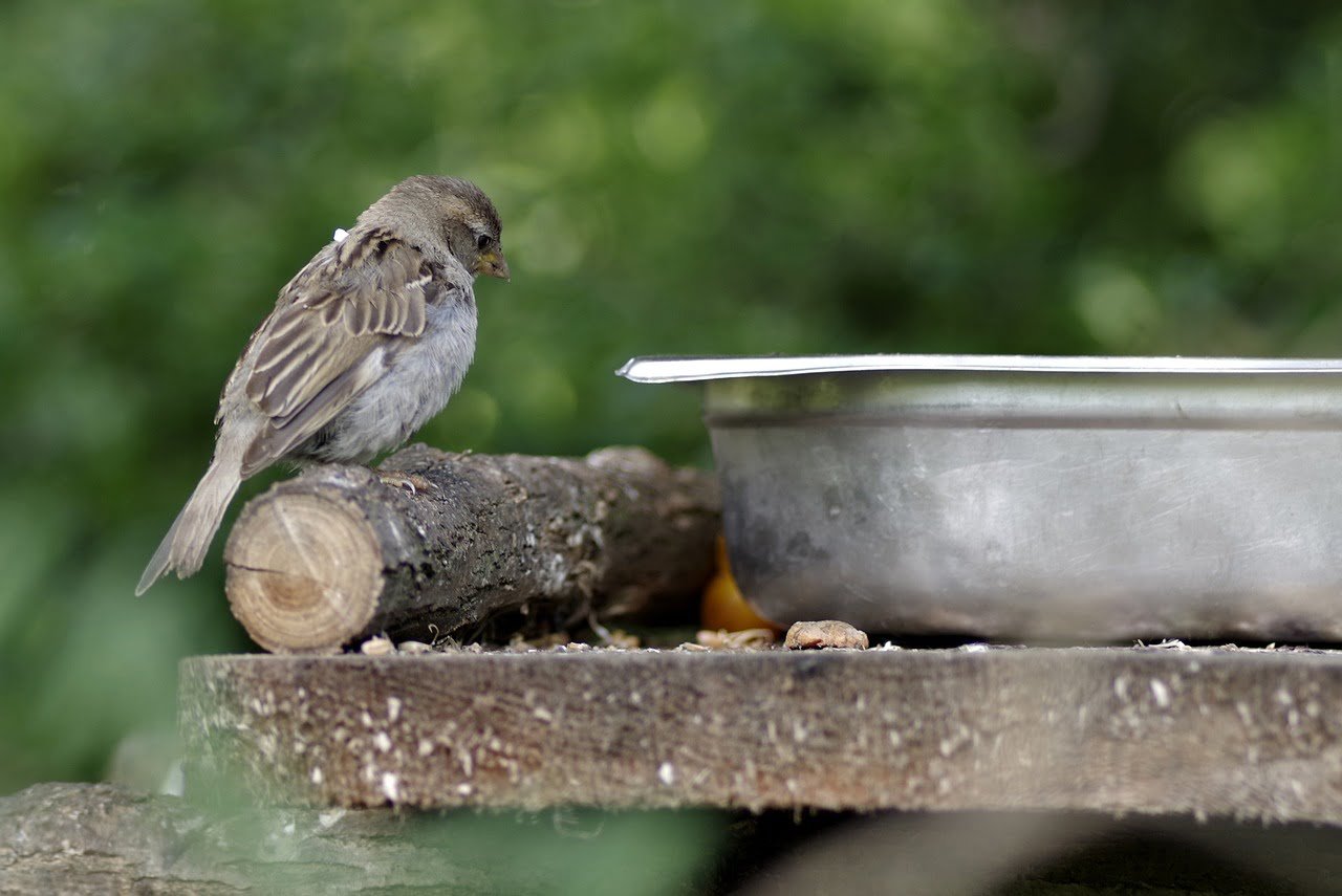कर्म ही पूजा है, sparrow, bird, gray-2651873.jpg