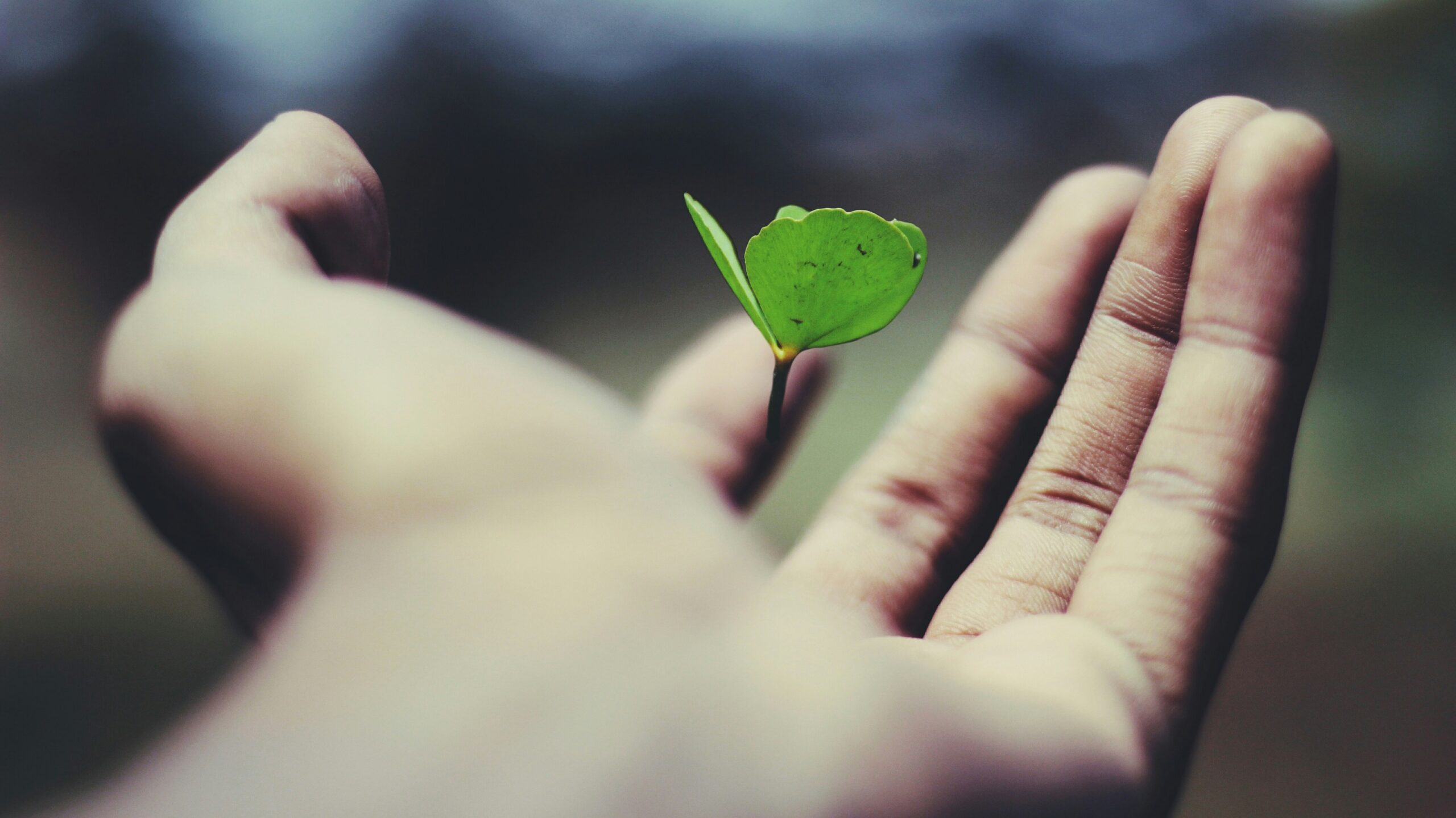 comfort zone,floating green leaf plant on person's hand