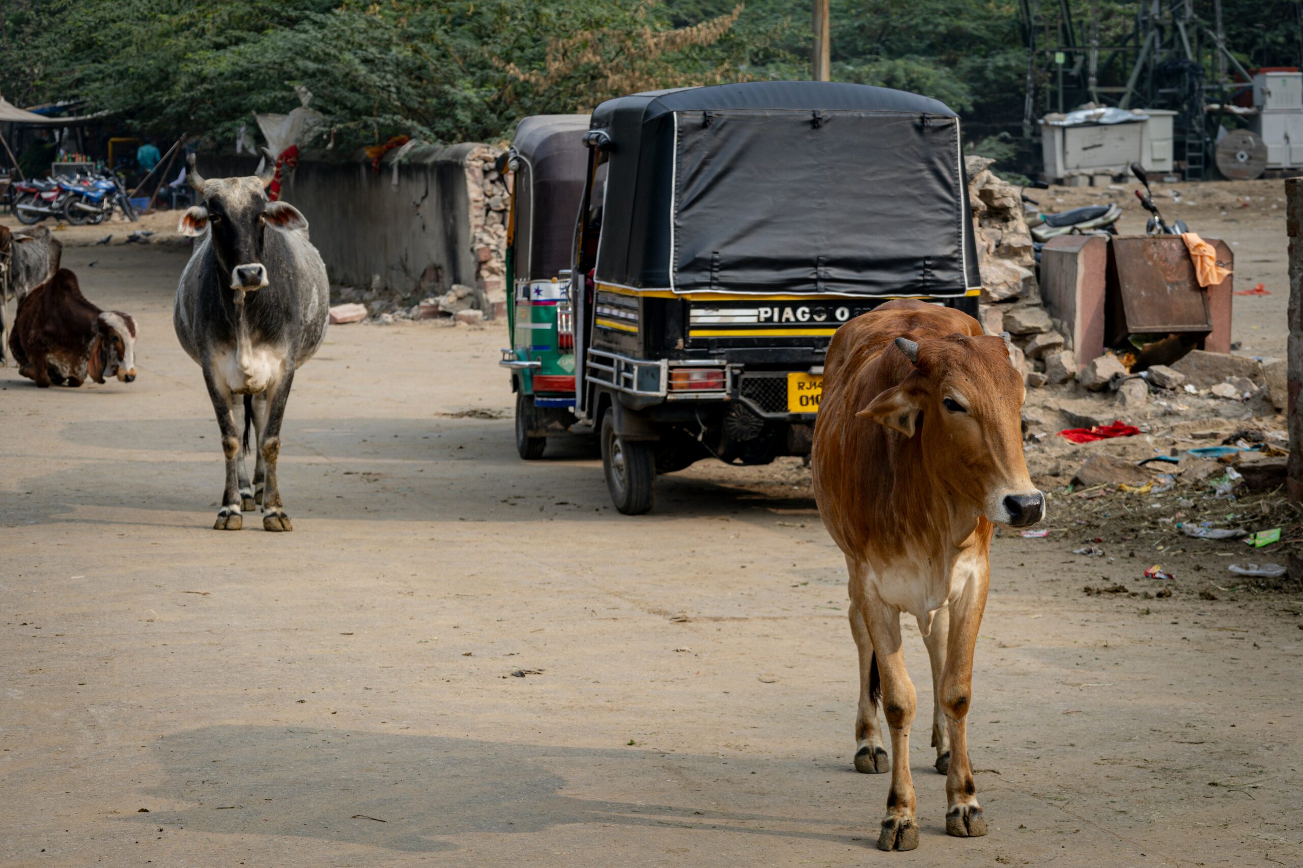 sacred cow, a couple of cows walking down a dirt road