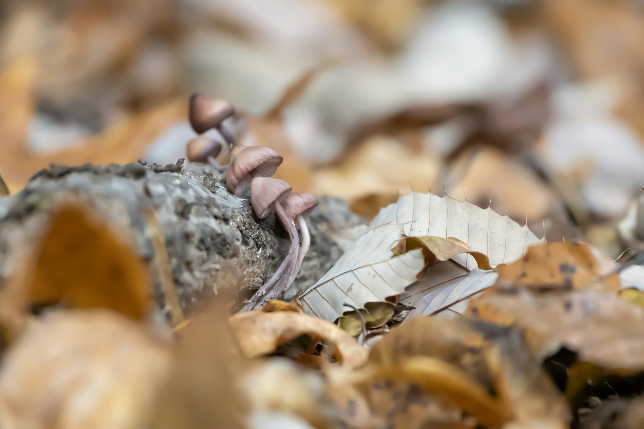 physical hunger, a group of mushrooms sitting on top of a pile of leaves